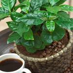 Grüne Kaffeepflanzen 
