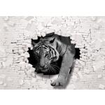 Graue Consalnet Tier-Fototapeten mit Tigermotiv 