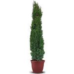Tropictrees | Zypresse winterhart | Italienische Zypresse mit Einer Höhe von 160 cm | Outdoor Pflanze | Toskana Zypresse winterhart mit Nicht essbaren Früchten