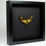 De Museumwinkel.com Acherontia atropos – Totenkopfschwärmer - Echter präparierter Schmetterling montiert unter Glas in handgefertigten eleganten schwarzen Holzrahmen