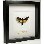 De Museumwinkel.com Acherontia atropos – Totenkopfschwärmer - Echter präparierter Schmetterling montiert unter Glas in handgefertigten schwarzen Holzrahmen