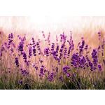 Lavendelfarbene decomonkey Vlies-Fototapeten mit Lavendel-Motiv aus Textil 