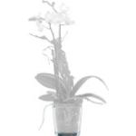 Weiße 13 cm Dehner Orchideen-Übertöpfe 13 cm aus Glas 