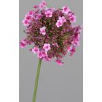 DPI Allium 46cm violett