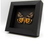 Silberne Bilder mit Rahmen mit Insekten-Motiv aus Rindenholz mit Rahmen 