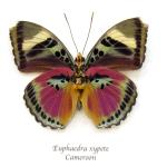 Fuchsiafarbene Bilder mit Rahmen mit Insekten-Motiv aus Birkenholz mit Rahmen 