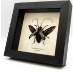 Silberne Bilder mit Rahmen mit Insekten-Motiv aus Holz mit Rahmen 