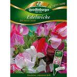 Edelwicke 'Old Sweet Scent' Quedlinburger Blumensamen