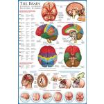 Educational - Bildung Das Gehirn - The Brain Bildungsposter Plakat Druck - Maxiposter Version in Englisch - Grösse 61x91,5 cm