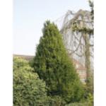 Eibe FloraSelf Taxus baccata 'Westerstede' H 30-40 cm Co 3 L