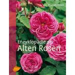 Rosa Rosenpflanzen 