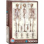 Eurographics 1000 Teile - Das Skelett