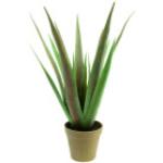 EUROPALMS Aloe-Vera Pflanze, 60cm