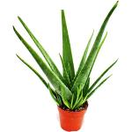 Exotenherz Aloen & Aloe Vera Pflanzen 