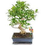 Exotenherz Ficus Bonsai 