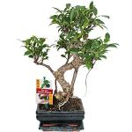 Exotenherz Ficus Bonsai 