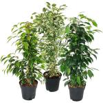Exotenherz Ficus Benjamini & Birkenfeigen 3-teilig 