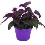 Exotenherz - Gynura Purple Passion - Samtblatt - Samtnessel - lilafarbene Pflanze - 9cm