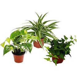 Exotenherz - Rankpflanzen Set fürs Zimmer mit 3 Pflanzen - 9cm