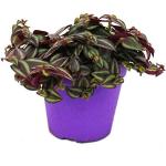 Exotenherz - Tradescantia Purple Passion - Dreimasterblume mit lila Blättern - 12cm Topf