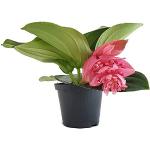 Rosa Orchideen 