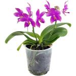 Violette Phalaenopsis 