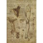 Filmposter 195, Leonardo da Vinci Studies of Anatomy 1510, hochwertig, Wanddekoration, Geschenk, Poster A0