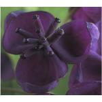 Violette Kletterpflanzen frostfest 