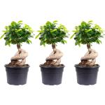 Flowerbox Ficus Bonsai 3-teilig 