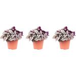 Violette Flowerbox Rosenboxen & Blumengestecke 3-teilig 
