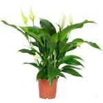 flowerbox Zimmerpflanze, Einblatt - Spathiphyllum Lauretta - Höhe ca. 70cm, Topf-Ø 19 cm - gruen gruen