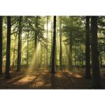 Grüne Wald-Fototapeten aus Papier 