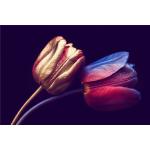 Bunte Blumenmuster Tulpen-Fototapeten mit Tulpenmotiv aus Papier 