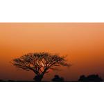 Rote Rasch African Queen Vlies-Fototapeten 