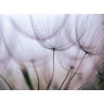 Fototapete Vlies 18640 Purple Abstract Dandelion 7-tlg. 350 x 260 cm