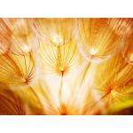 Fototapete Vlies 18513 Soft Dandelion Flowers 7-tlg. 350 x 260 cm