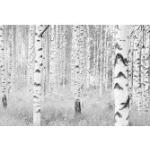 Komar Woods Wald-Fototapeten 