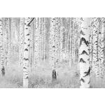 Komar Woods Wald-Fototapeten 