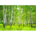 Liwwing Wald-Fototapeten 