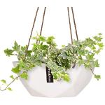 Reduzierte Weiße Moderne Pflanzenampeln & Blumenampeln aus Kunststein Indoor 2-teilig 