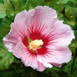 Garten-Hibiskus Hambo rosa
