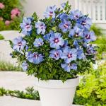 Garten-Hibiskus Marina blau
