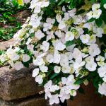 Weiße Gärtner Pötschke Hortensien 