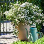 Weiße Gärtner Pötschke Hortensien 