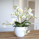 Weiße Gärtner Pötschke Phalaenopsis 
