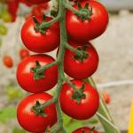 Gärtner Pötschke Tomatensamen 