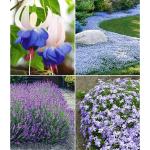 Blaue Lavendelpflanzen frostfest 