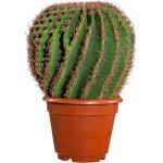 Gasper Kaktus Echino im Kunststofftopf 35 cm Topfpflanze