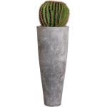Gasper Kaktus Echino im Kunststofftopf 45 cm Topfpflanze