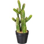 Gasper Kaktus Euphorbia 5 Triebe im Kunststofftopf schwarz 25 cm